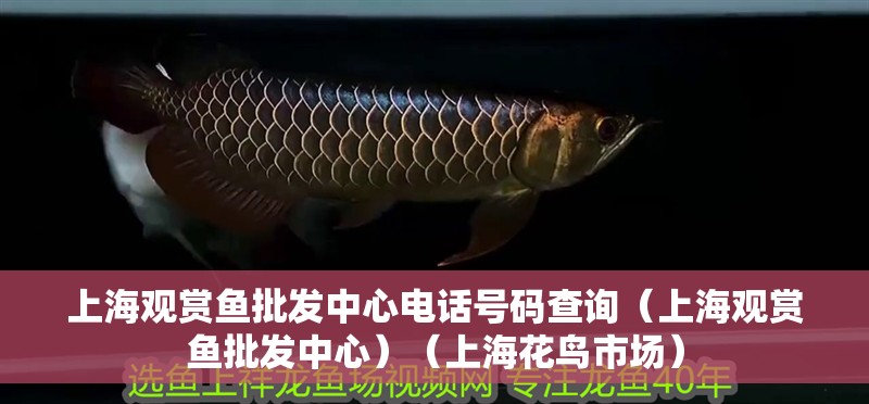 <strong><mark>上海</mark></strong>觀賞魚批發(fā)中心電話號碼查詢（<strong><mark>上海</mark></strong>觀賞魚批發(fā)中心）（<strong><mark>上海</mark></strong>花鳥市場）