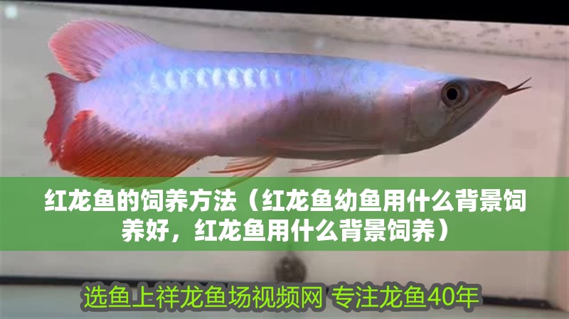 紅龍魚的飼養方法（紅龍魚幼魚用什么背景飼養好，紅龍魚用什么背景飼養） 紅龍魚的飼養方法（紅龍魚幼魚用什么背景飼養好，紅龍魚用什么背景飼養） 觀賞魚百科