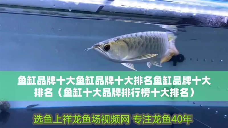 魚缸品牌十大魚缸品牌十大排名魚缸品牌十大排名（魚缸十大品牌排行榜十大排名） 魚缸品牌十大魚缸品牌十大排名魚缸品牌十大排名（魚缸十大品牌排行榜十大排名） 觀賞魚百科 第4張