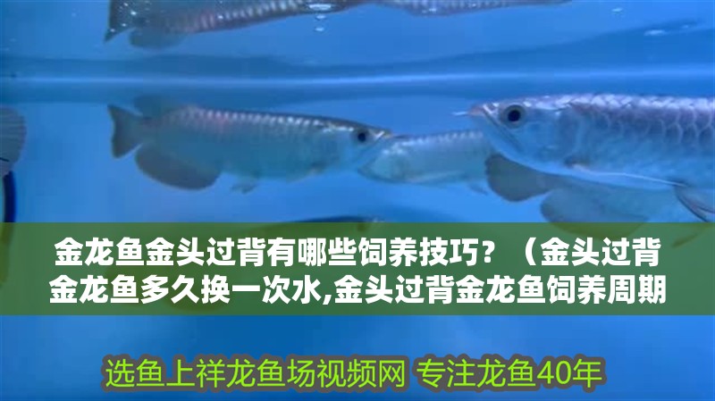 金龍魚金頭過(guò)背有哪些飼養(yǎng)技巧？（金頭過(guò)背金龍魚多久換一次水,金頭過(guò)背金龍魚飼養(yǎng)周期管理表）