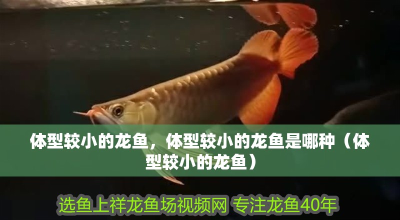 體型較小的龍魚，體型較小的龍魚是哪種（體型較小的龍魚）