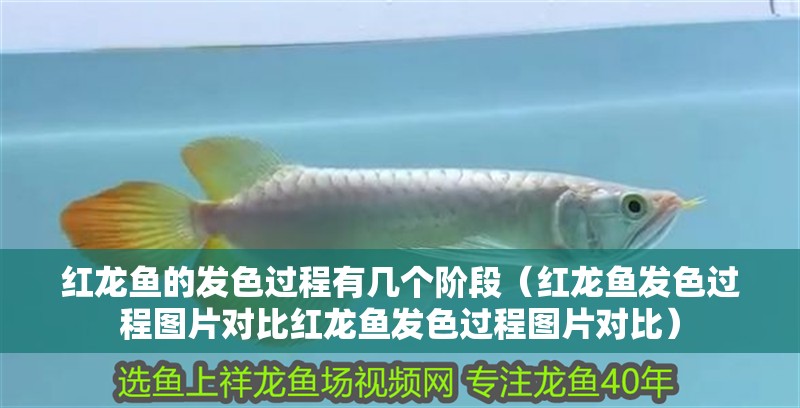 紅龍魚的發色過程有幾個階段（紅龍魚發色過程圖片對比紅龍魚發色過程圖片對比）
