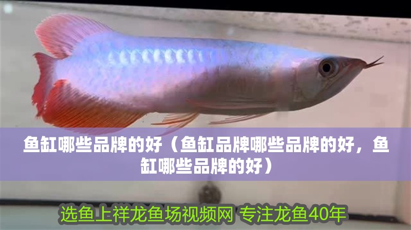 魚缸哪些品牌的好（魚缸品牌哪些品牌的好，魚缸哪些品牌的好） 魚缸哪些品牌的好（魚缸品牌哪些品牌的好，魚缸哪些品牌的好） 觀賞魚百科