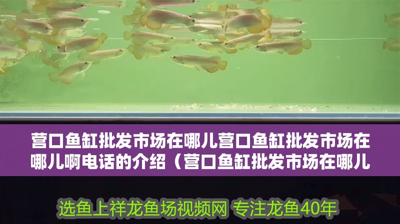 營(yíng)口魚缸批發(fā)市場(chǎng)在哪兒營(yíng)口魚缸批發(fā)市場(chǎng)在哪兒啊電話的介紹（營(yíng)口魚缸批發(fā)市場(chǎng)在哪兒啊電話）