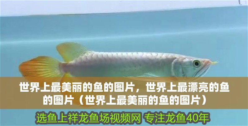 世界上最美麗的魚的圖片，世界上最漂亮的魚的圖片（世界上最美麗的魚的圖片）