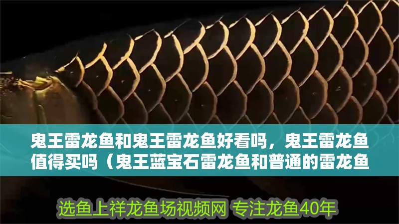 鬼王雷龍魚和鬼王雷龍魚好看嗎，鬼王雷龍魚值得買嗎（鬼王藍(lán)寶石雷龍魚和普通的雷龍魚有什么區(qū)別？）