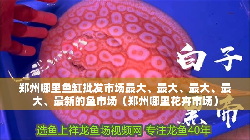 鄭州哪里魚缸批發市場最大、最大、最大、最大、最新的魚市場（鄭州哪里花卉市場）