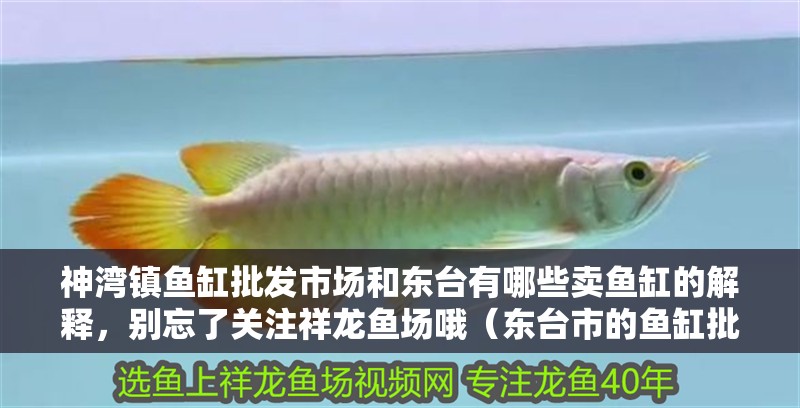 神灣鎮魚缸批發市場和東臺有哪些賣魚缸的解釋，別忘了關注祥龍魚場哦（東臺市的魚缸批發市場）