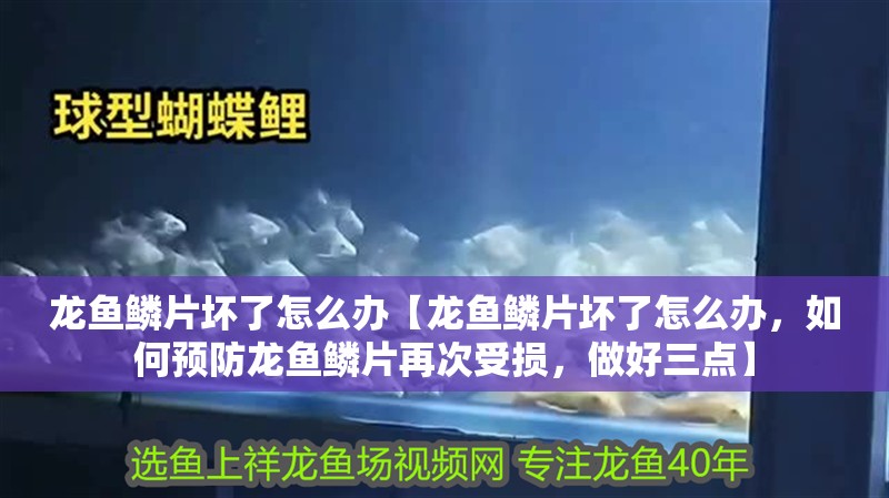 龍魚鱗片壞了怎么辦【龍魚鱗片壞了怎么辦，如何預防龍魚鱗片再次受損，做好三點】
