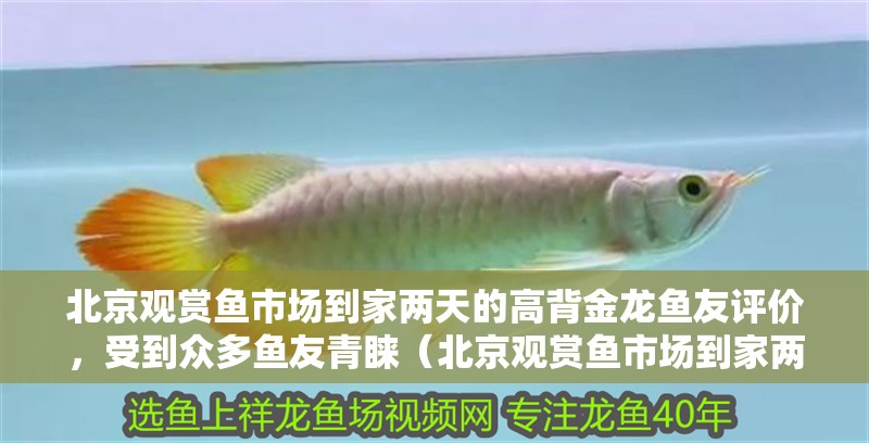 北京觀賞魚市場到家兩天的高背金龍魚友評價，受到眾多魚友青睞（北京觀賞魚市場到家兩天的高背金龍魚友看看這魚咋樣） 北京觀賞魚市場到家兩天的高背金龍魚友評價，受到眾多魚友青睞（北京觀賞魚市場到家兩天的高背金龍魚友看看這魚咋樣） 觀賞魚百科 第2張