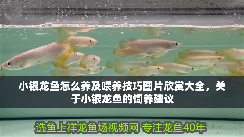 小銀龍魚怎么養及喂養技巧圖片欣賞大全，關于小銀龍魚的飼養建議