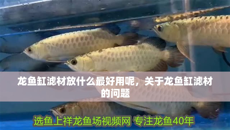 龍魚缸濾材放什么最好用呢，關于龍魚缸濾材的問題