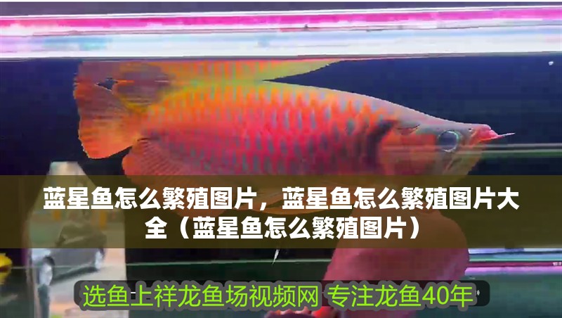 藍星魚怎么繁殖圖片，藍星魚怎么繁殖圖片大全（藍星魚怎么繁殖圖片）