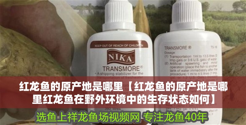 紅龍魚的原產地是哪里【紅龍魚的原產地是哪里紅龍魚在野外環境中的生存狀態如何】 紅龍魚的原產地是哪里【紅龍魚的原產地是哪里紅龍魚在野外環境中的生存狀態如何】 觀賞魚百科