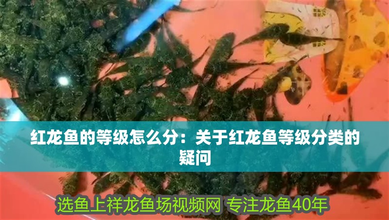 紅龍魚的等級怎么分：關于紅龍魚等級分類的疑問