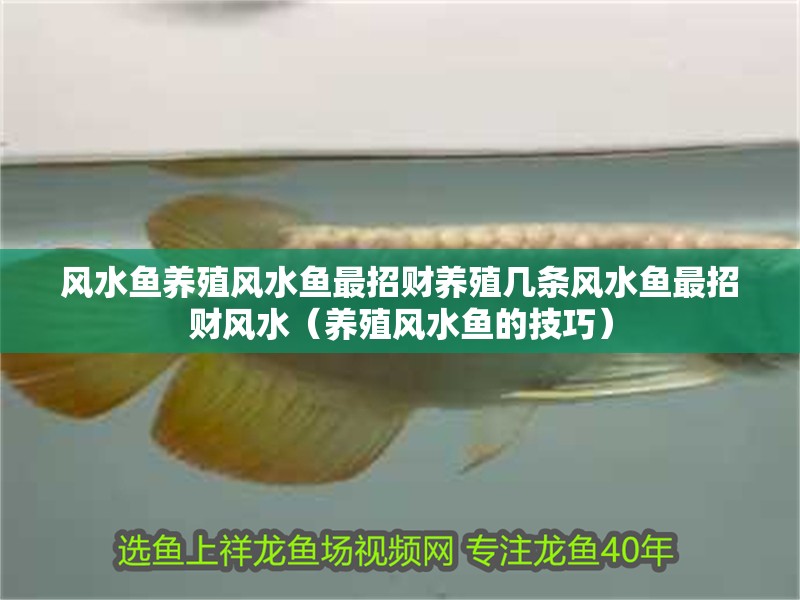 風水魚養殖風水魚最招財養殖幾條風水魚最招財風水（養殖風水魚的技巧）