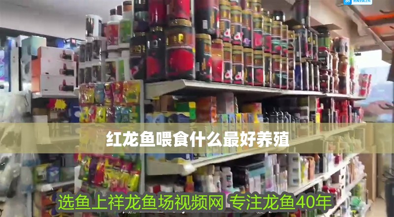 紅龍魚喂食什么最好養(yǎng)殖