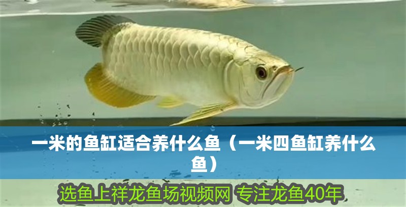一米的魚缸適合養什么魚（一米四魚缸養什么魚） 一米的魚缸適合養什么魚（一米四魚缸養什么魚） 觀賞魚百科