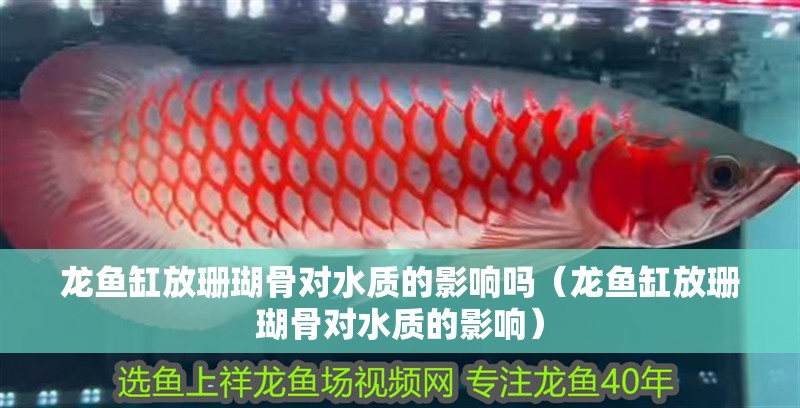 龍魚缸放珊瑚骨對水質的影響嗎（龍魚缸放珊瑚骨對水質的影響）