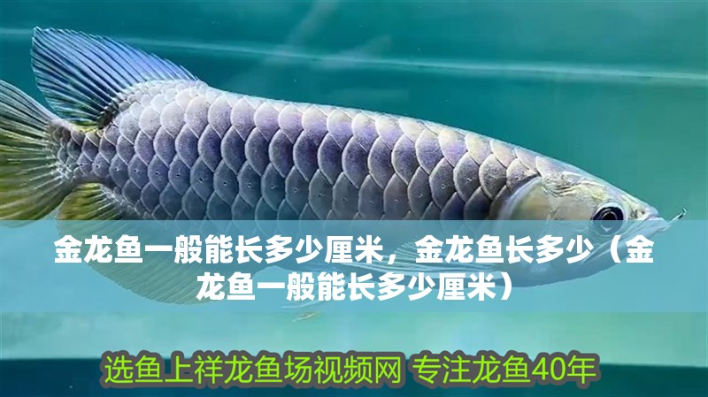 金龍魚一般能長多少厘米，金龍魚長多少（金龍魚一般能長多少厘米）