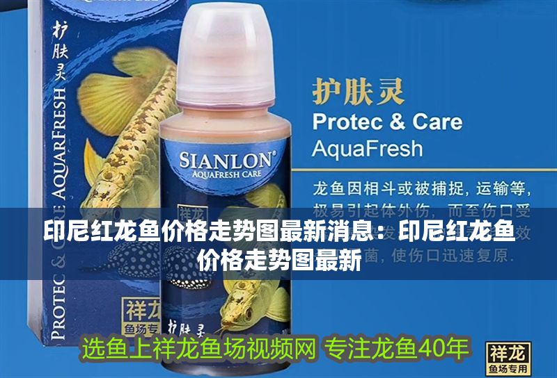 印尼紅龍魚價(jià)格走勢(shì)圖最新消息：印尼紅龍魚價(jià)格走勢(shì)圖最新