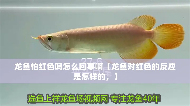 龍魚怕紅色嗎怎么回事啊【龍魚對紅色的反應是怎樣的，】