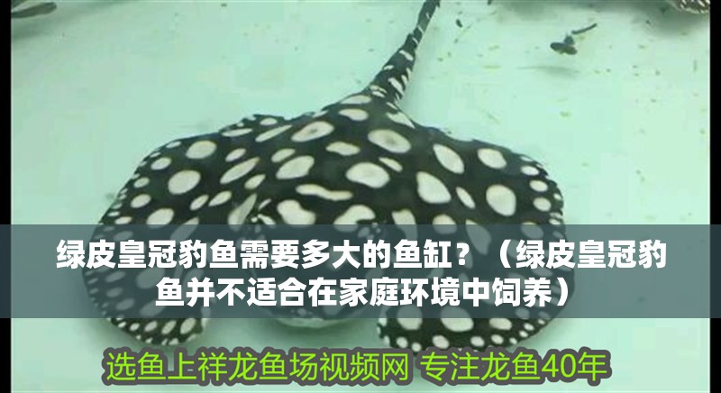 綠皮皇冠豹魚需要多大的魚缸？（綠皮皇冠豹魚并不適合在家庭環境中飼養）