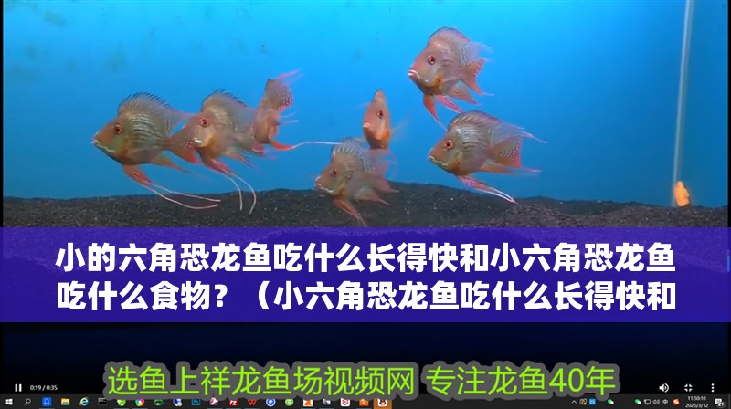 小的六角恐龍魚吃什么長得快和小六角恐龍魚吃什么食物？（小六角恐龍魚吃什么長得快和小六角恐龍魚吃什么長得快）
