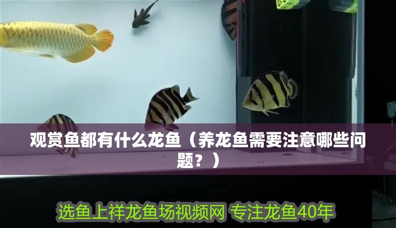 觀賞魚都有什么龍魚（養龍魚需要注意哪些問題？）
