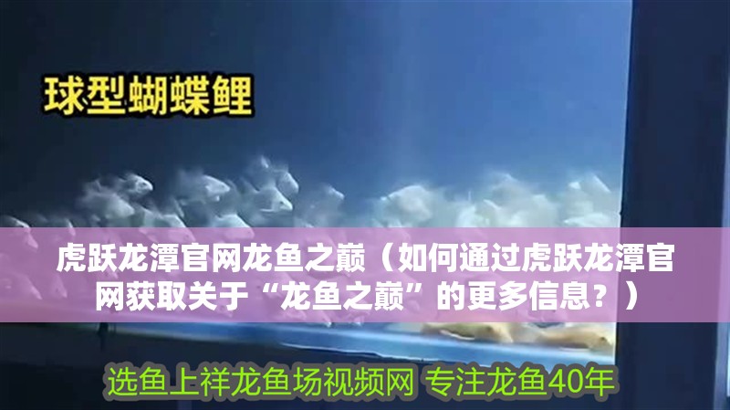 虎躍龍?zhí)豆倬W(wǎng)龍魚之巔（如何通過虎躍龍?zhí)豆倬W(wǎng)獲取關(guān)于“龍魚之巔”的更多信息？）