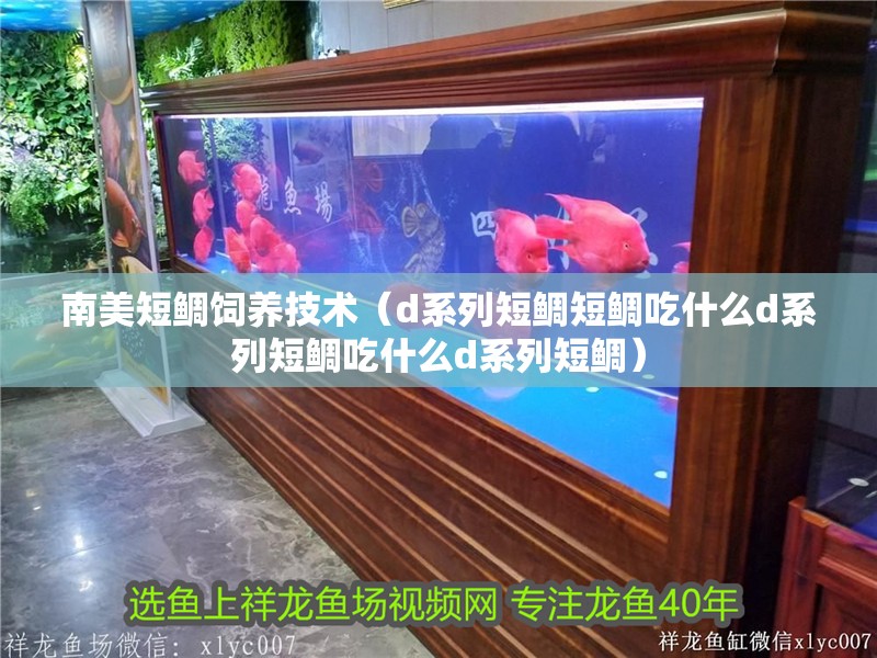 南美短鯛飼養(yǎng)技術(shù)（d系列短鯛短鯛吃什么d系列短鯛吃什么d系列短鯛）