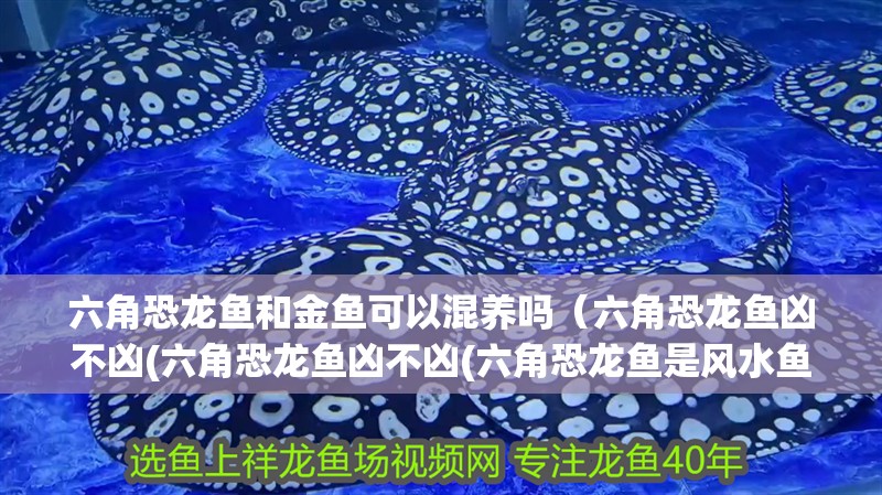 六角恐龍魚和金魚可以混養嗎（六角恐龍魚兇不兇(六角恐龍魚兇不兇(六角恐龍魚是風水魚嗎）