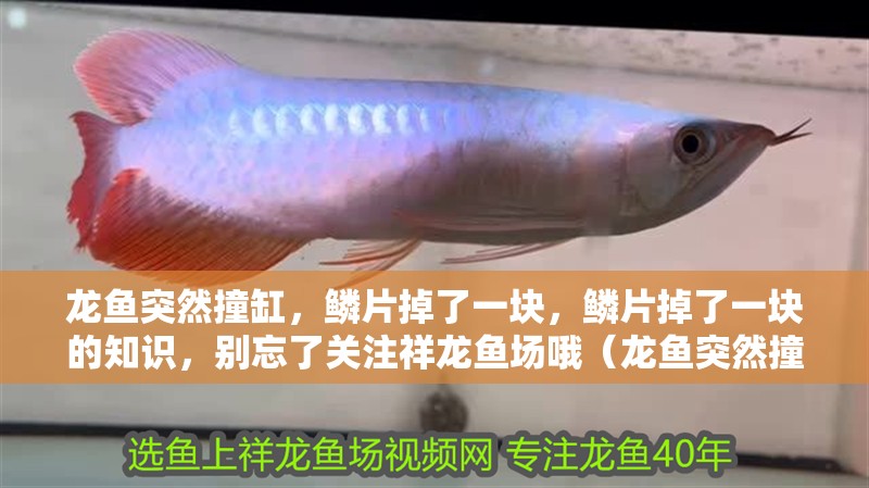 龍魚突然撞缸，鱗片掉了一塊，鱗片掉了一塊的知識，別忘了關注祥龍魚場哦（龍魚突然撞缸,鱗片掉了一塊的原因）