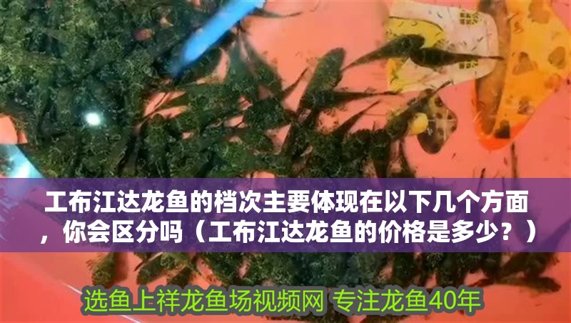 工布江達龍魚的檔次主要體現在以下幾個方面，你會區分嗎（工布江達龍魚的價格是多少？） 工布江達龍魚的檔次主要體現在以下幾個方面，你會區分嗎（工布江達龍魚的價格是多少？） 觀賞魚百科 第16張