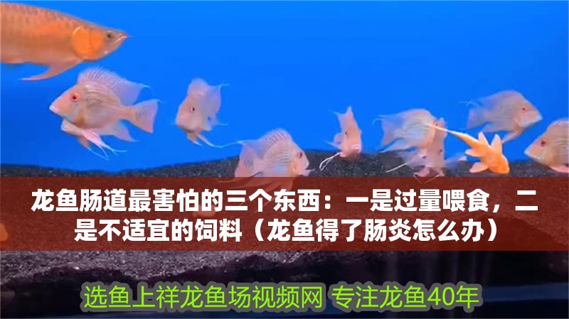 龍魚腸道最害怕的三個東西：一是過量喂食，二是不適宜的飼料（龍魚得了腸炎怎么辦）