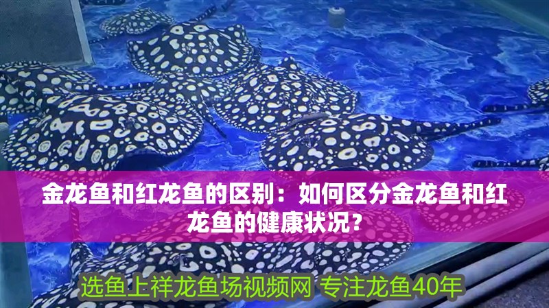 金龍魚和紅龍魚的區別：如何區分金龍魚和紅龍魚的健康狀況？ 金龍魚和紅龍魚的區別：如何區分金龍魚和紅龍魚的健康狀況？ 觀賞魚百科