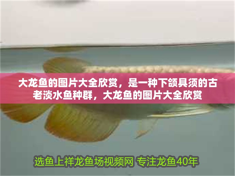 大龍魚的圖片大全欣賞，是一種下頜具須的古老淡水魚種群，大龍魚的圖片大全欣賞