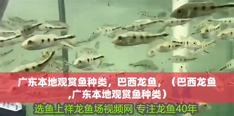 廣東本地觀賞魚種類，巴西龍魚，（巴西龍魚,廣東本地觀賞魚種類）