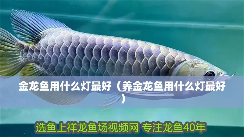 金龍魚用什么燈最好（養金龍魚用什么燈最好）