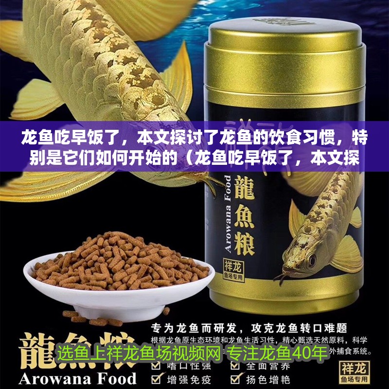龍魚吃早飯了，本文探討了龍魚的飲食習慣，特別是它們?nèi)绾伍_始的（龍魚吃早飯了，本文探討了龍魚的飲食習慣）