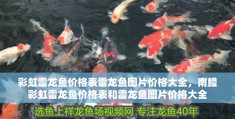 彩虹雷龍魚價格表雷龍魚圖片價格大全，南鱧彩虹雷龍魚價格表和雷龍魚圖片價格大全 彩虹雷龍魚價格表雷龍魚圖片價格大全，南鱧彩虹雷龍魚價格表和雷龍魚圖片價格大全 觀賞魚百科 第4張