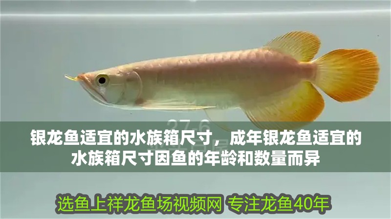 銀龍魚(yú)適宜的水族箱尺寸，成年銀龍魚(yú)適宜的水族箱尺寸因魚(yú)的年齡和數(shù)量而異