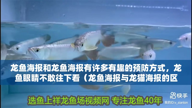 龍魚海報和龍魚海報有許多有趣的預防方式，龍魚眼睛不敢往下看（龍魚海報與龍貓海報的區別）