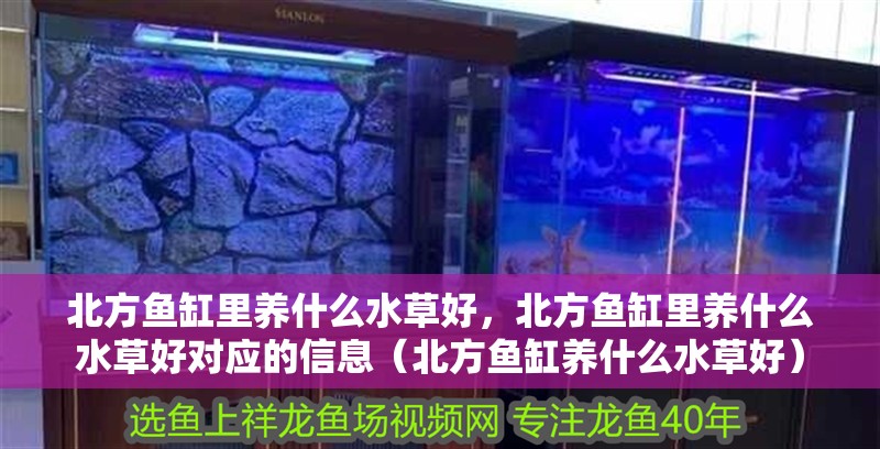 北方魚缸里養(yǎng)什么水草好，北方魚缸里養(yǎng)什么水草好對應的信息（北方魚缸養(yǎng)什么水草好） 北方魚缸里養(yǎng)什么水草好，北方魚缸里養(yǎng)什么水草好對應的信息（北方魚缸養(yǎng)什么水草好） 觀賞魚百科 第2張