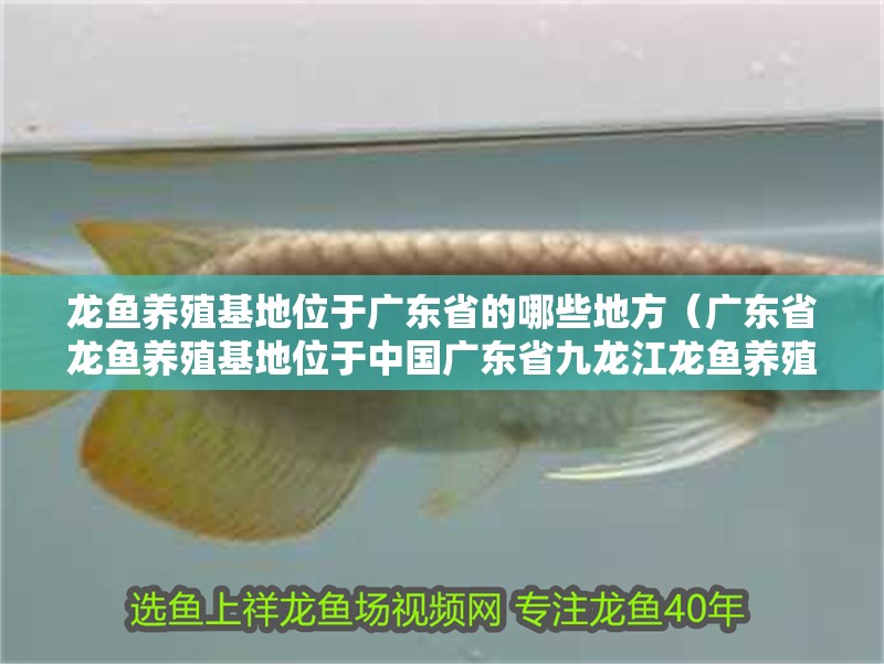 龍魚養殖基地位于廣東省的哪些地方（廣東省龍魚養殖基地位于中國廣東省九龍江龍魚養殖中心）