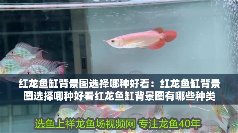 紅龍魚缸背景圖選擇哪種好看：紅龍魚缸背景圖選擇哪種好看紅龍魚缸背景圖有哪些種類
