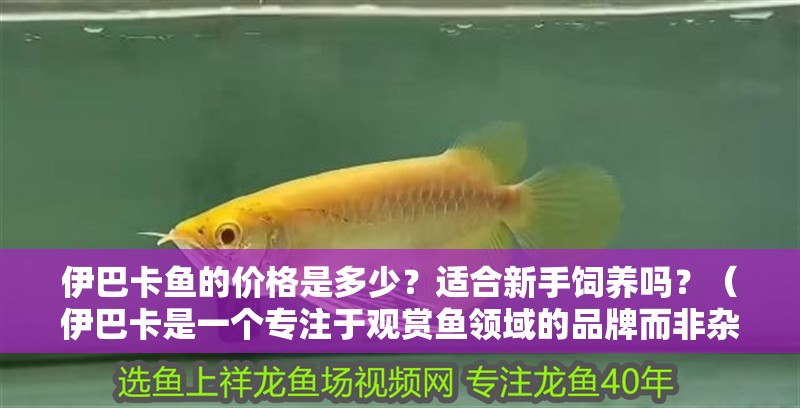 伊巴卡魚的價格是多少？適合新手飼養嗎？（伊巴卡是一個專注于觀賞魚領域的品牌而非雜牌，而非雜牌）