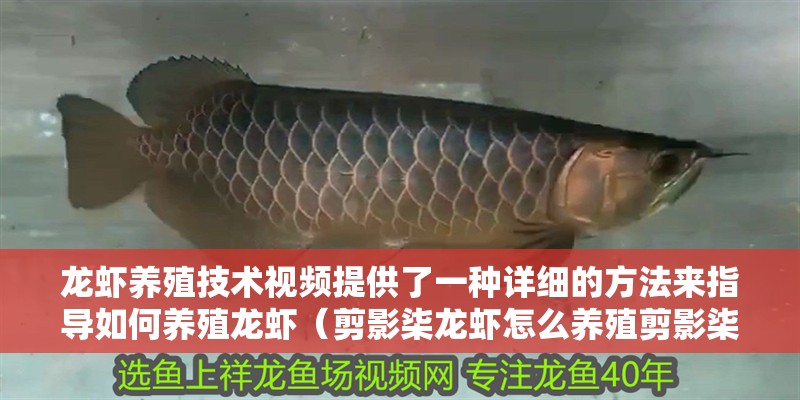 龍蝦養殖技術視頻提供了一種詳細的方法來指導如何養殖龍蝦（剪影柒龍蝦怎么養殖剪影柒龍蝦怎么養殖龍蝦的關鍵要點）