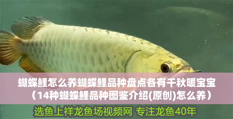 蝴蝶鯉怎么養蝴蝶鯉品種盤點各有千秋暖寶寶（14種蝴蝶鯉品種圖鑒介紹(原創)怎么養）