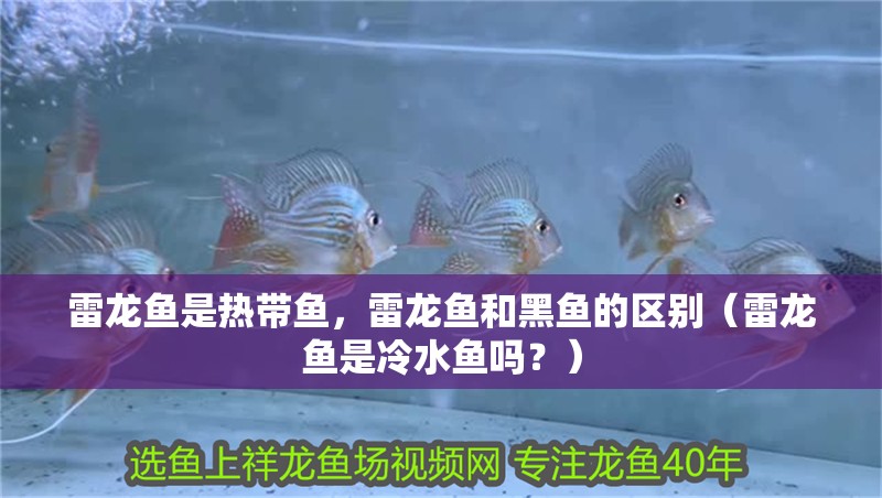 雷龍魚是熱帶魚，雷龍魚和黑魚的區別（雷龍魚是冷水魚嗎？）